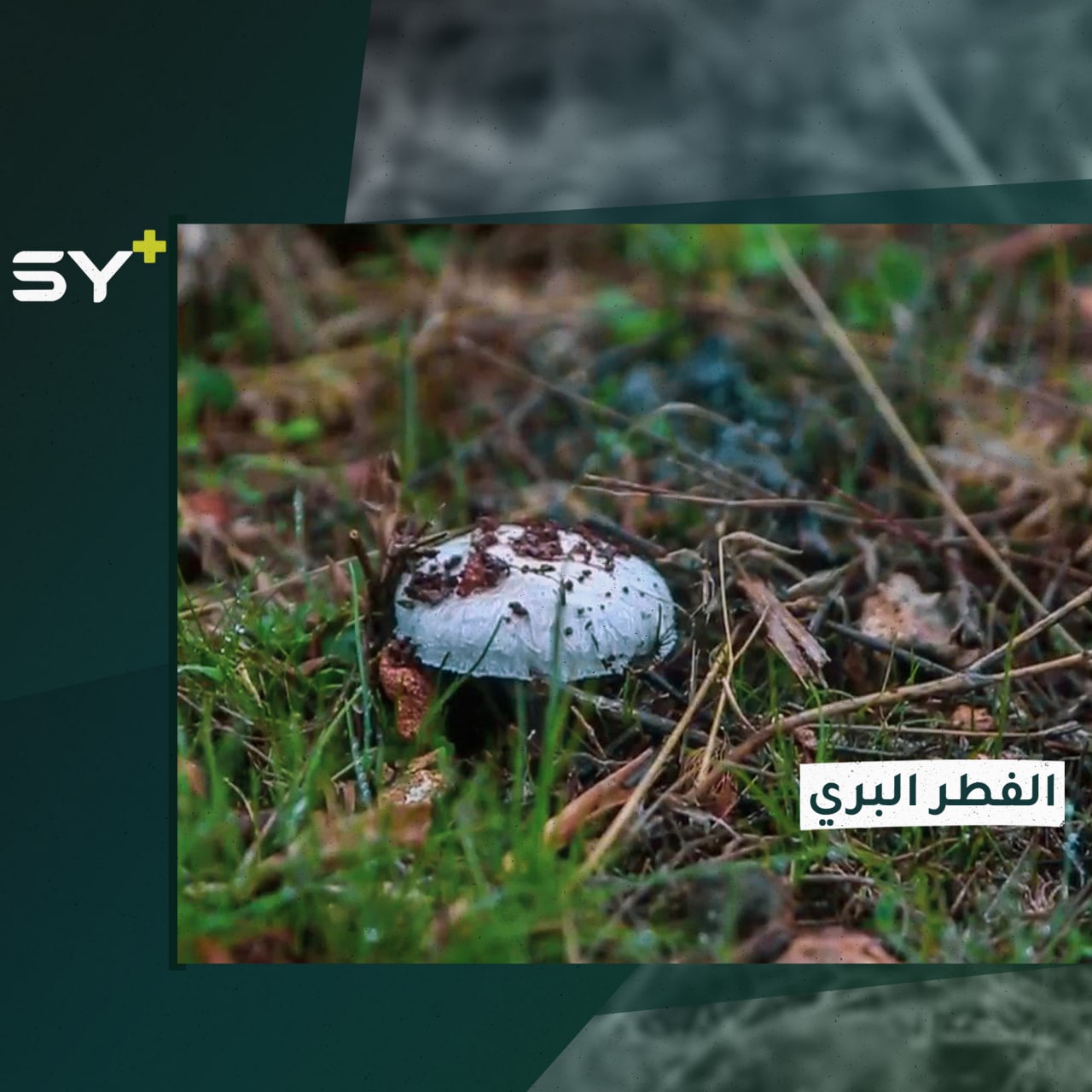 مع بداية فصل الشتاء وهطول الأمطار.. الفطر البري ينمو في جبل الزاوية