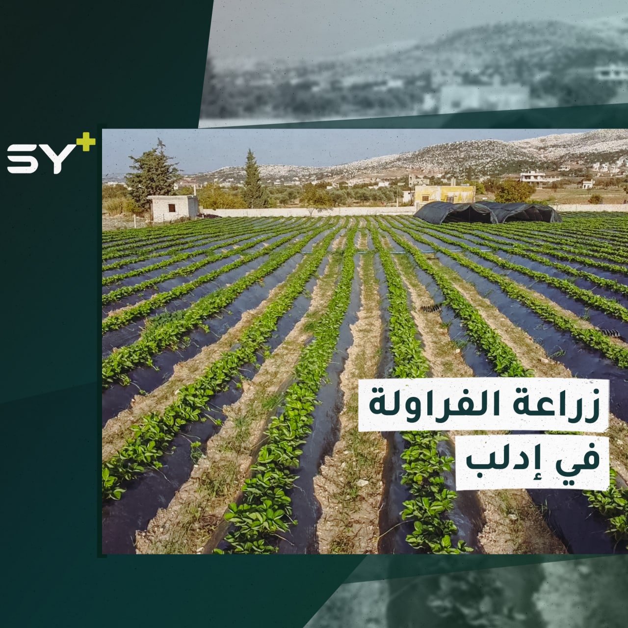 مزارع سوري ينجح في إدخال زراعة الفراولة إلى الشمال السوري