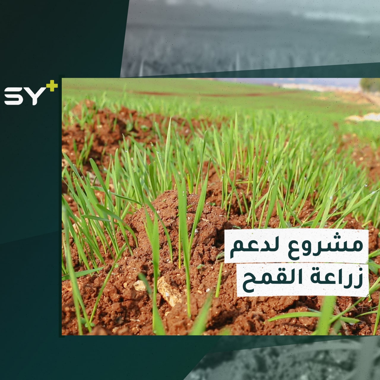 منظمة “مسرات” تطلق مشروعاً لدعم الزراعة في ريف إدلب