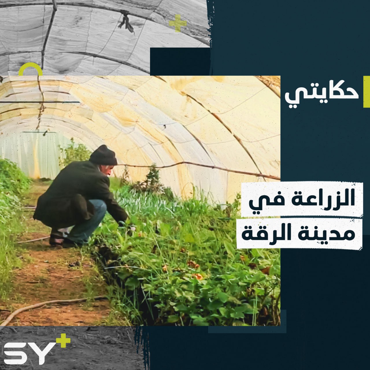 الزراعة.. مصدر رزق وهواية ترافق العم محمد منذ الصغر