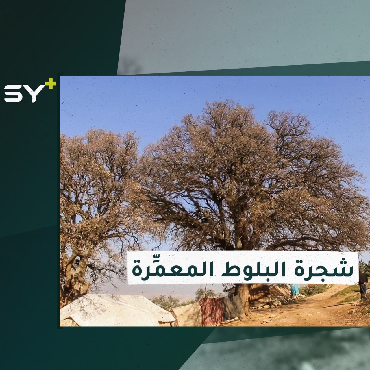 شجرة بلوط بريف إدلب عمرها يقارب 1400 سنة