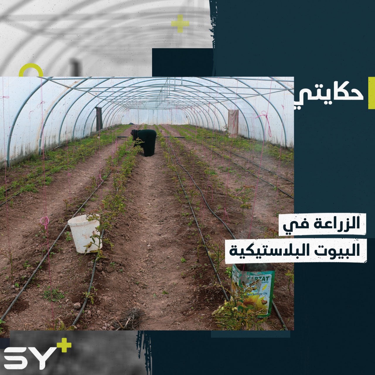 رابعة الفهد سيدة خمسينية تعمل بإصرار وهمّة لإنجاح مشروعها الزراعي