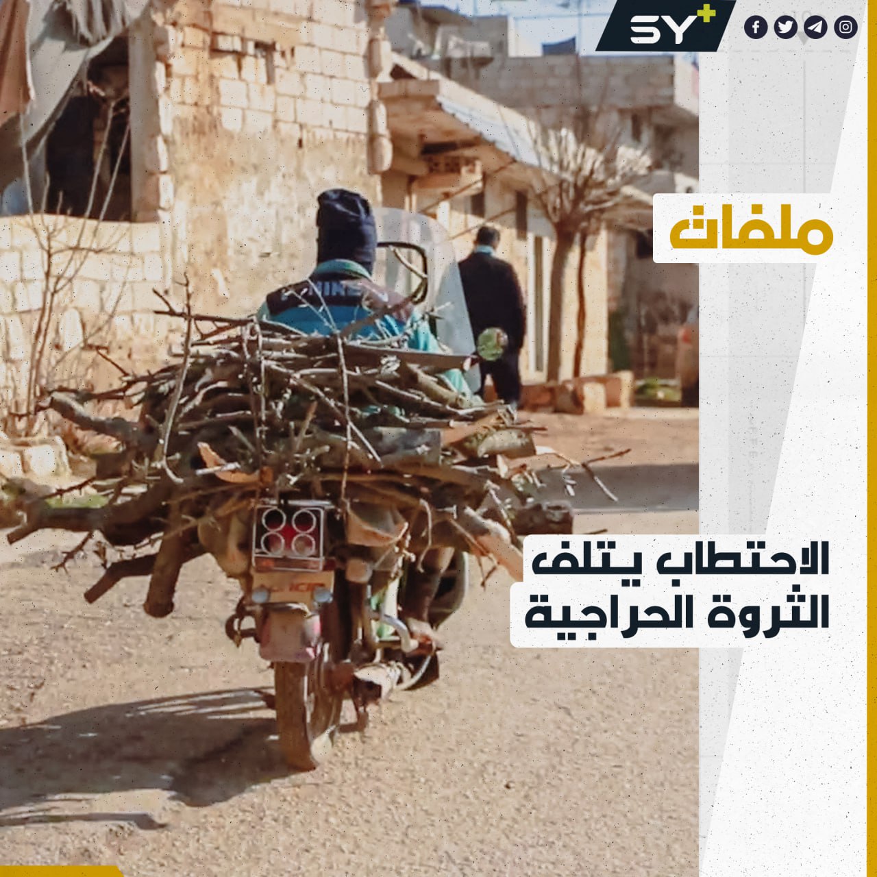 القطع الجائر للأشجار في الشمال السوري يزيد من خطر حدوث كارثة بيئية