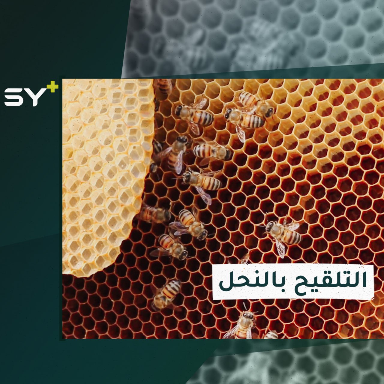 مهندس زراعي يعتمد على النحل لتلقيح مزروعاته لزيادة الإنتاج