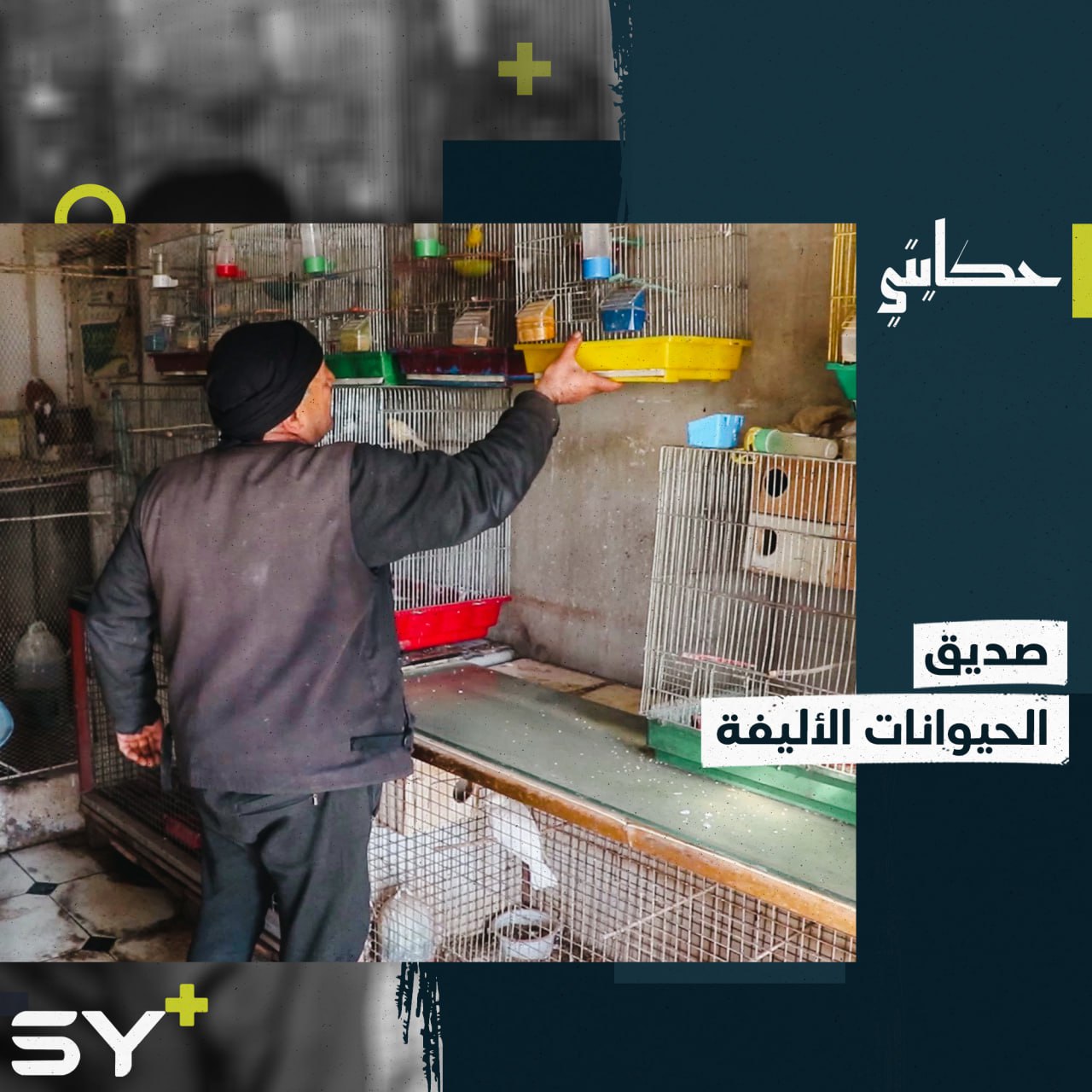 بين الهواية وطلب الرزق.. العم جمال حكاية سنوات طويلة مع الحيوانات الأليفة