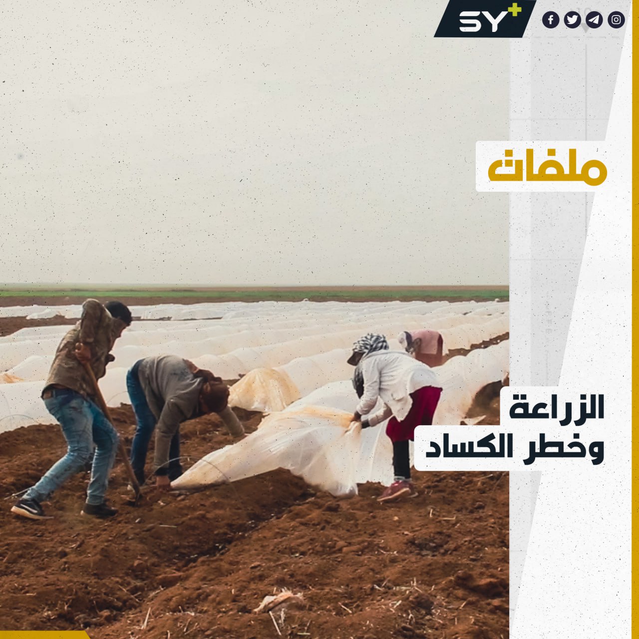 مخاطر تهدد المواسم الزراعية في الحسكة ومخاوف من كساد المحاصيل