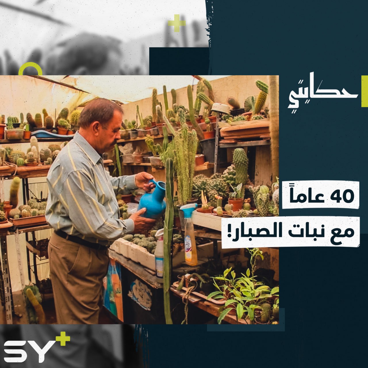 إذا كنتم من عشاق نبات الصبار.. شاهدوا مئات الأصناف في مزرعة السيد فواز بمدينة القامشلي