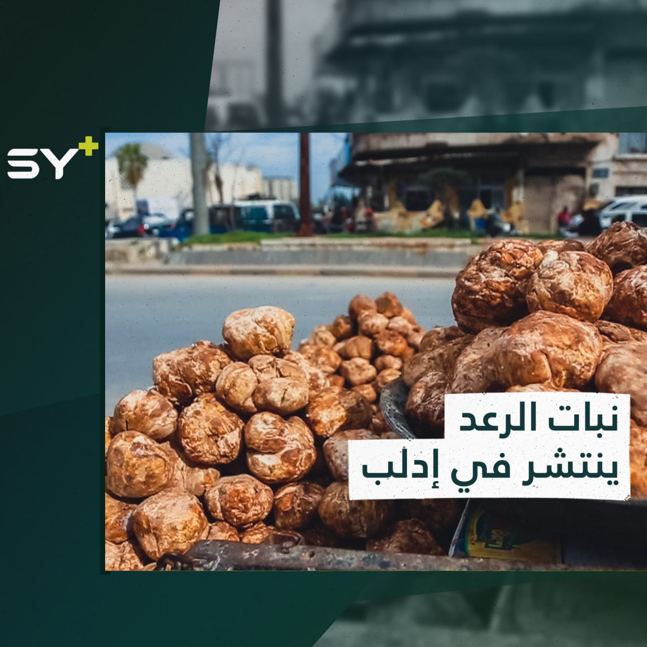 الكمأة أثمن أنواع الفطريات تكثر وتنتشر في إدلب