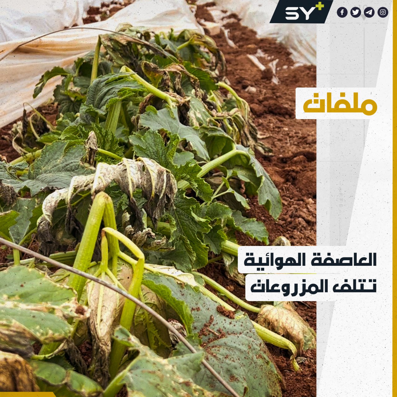 تراجع كبير في إنتاج المواسم الصيفية لهذا العام.. ما الأسباب التي تقف وراء ذلك؟