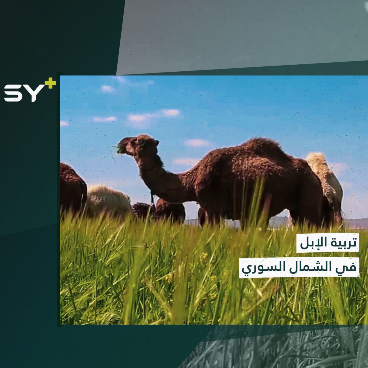 مُزارعون يربون الإبل في الشمال السوري رغم الصعوبات وتحديات البيئة