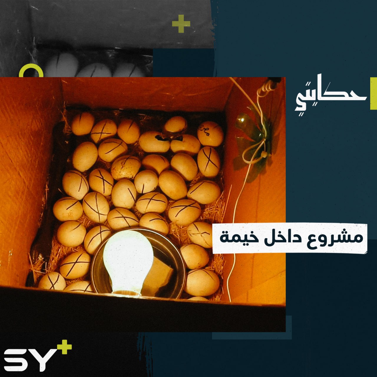 رعد شاب يطلق مشروعه الصغير بـ “تفقيس البيض” من خيمة نزوحه