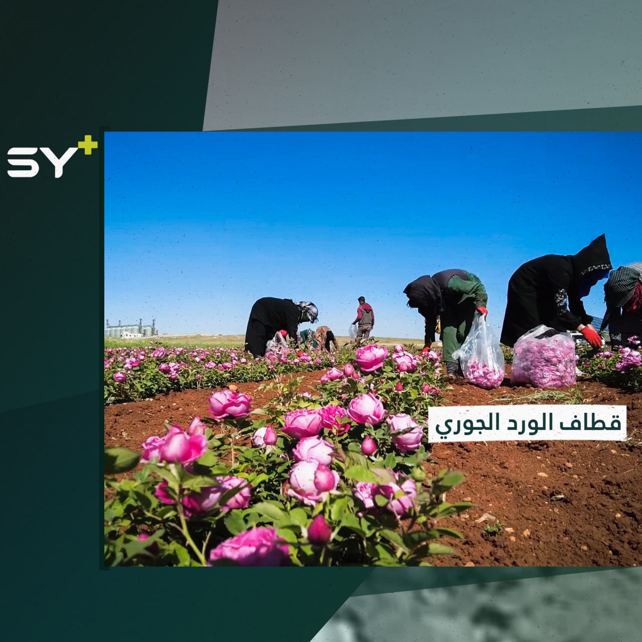 الورد الجوري.. موسم وفير ينتظره المزارعون في الشمال السوري