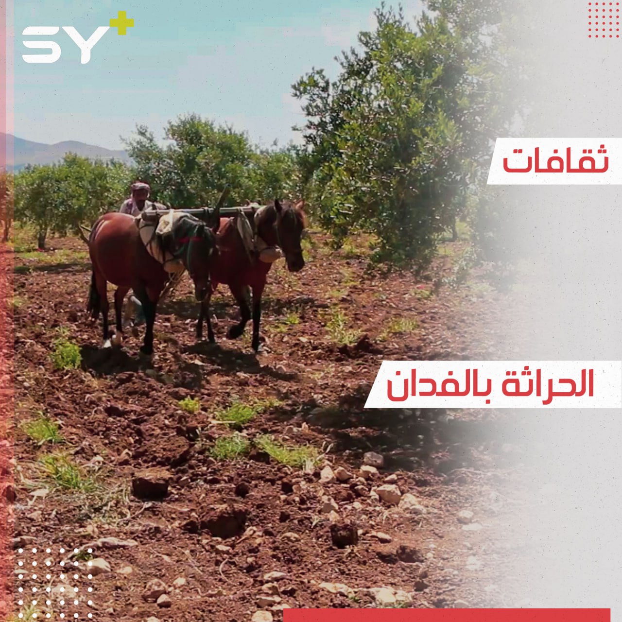 حاتم قطرون مزارع لا يزال يستخدم الفدان للحراثة في جسر الشغور