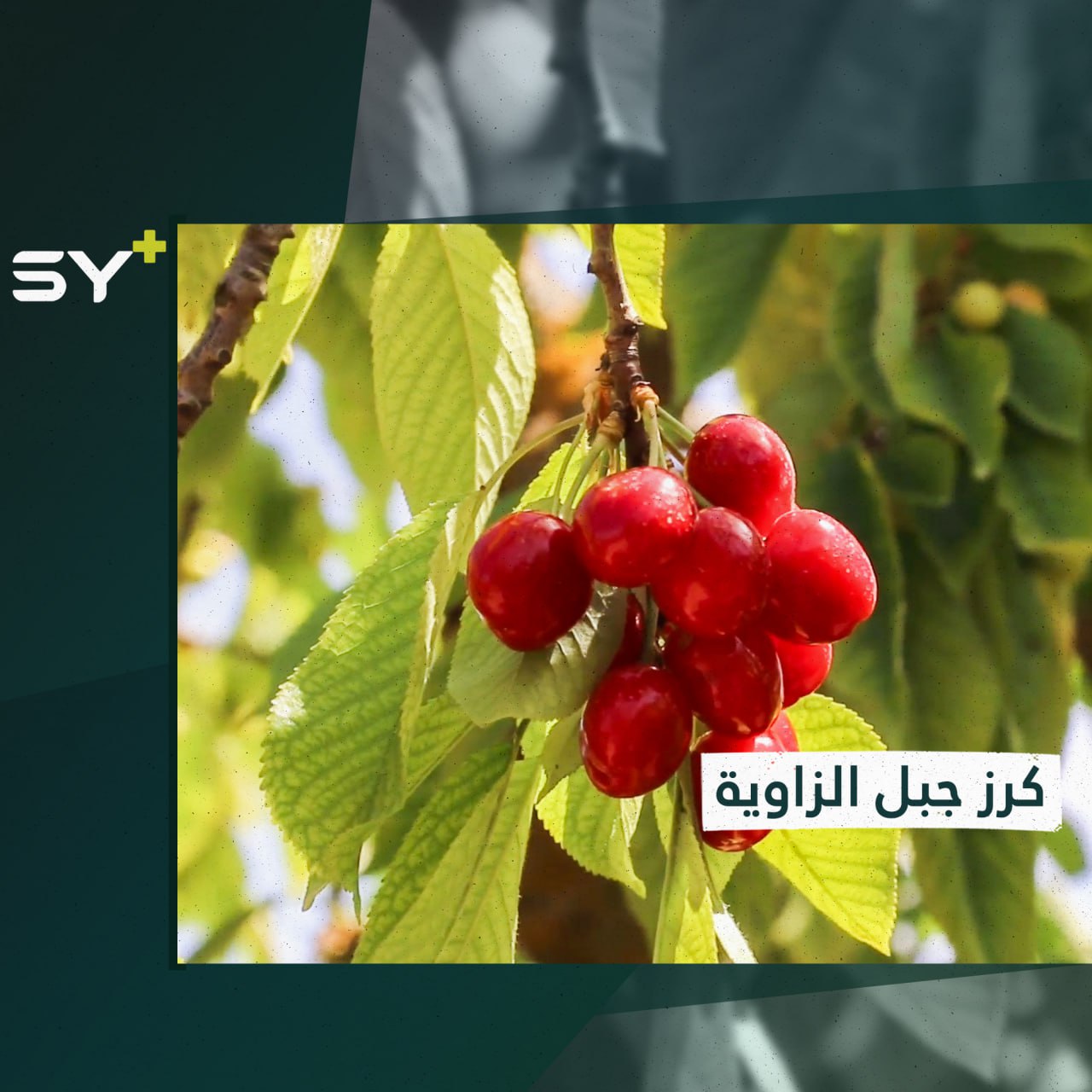 من جبل الزاوية.. موسم قطاف الكرز