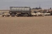 مربو الماشية ضحايا لهجمات داعش وانتهاكات الميليشيات في البادية