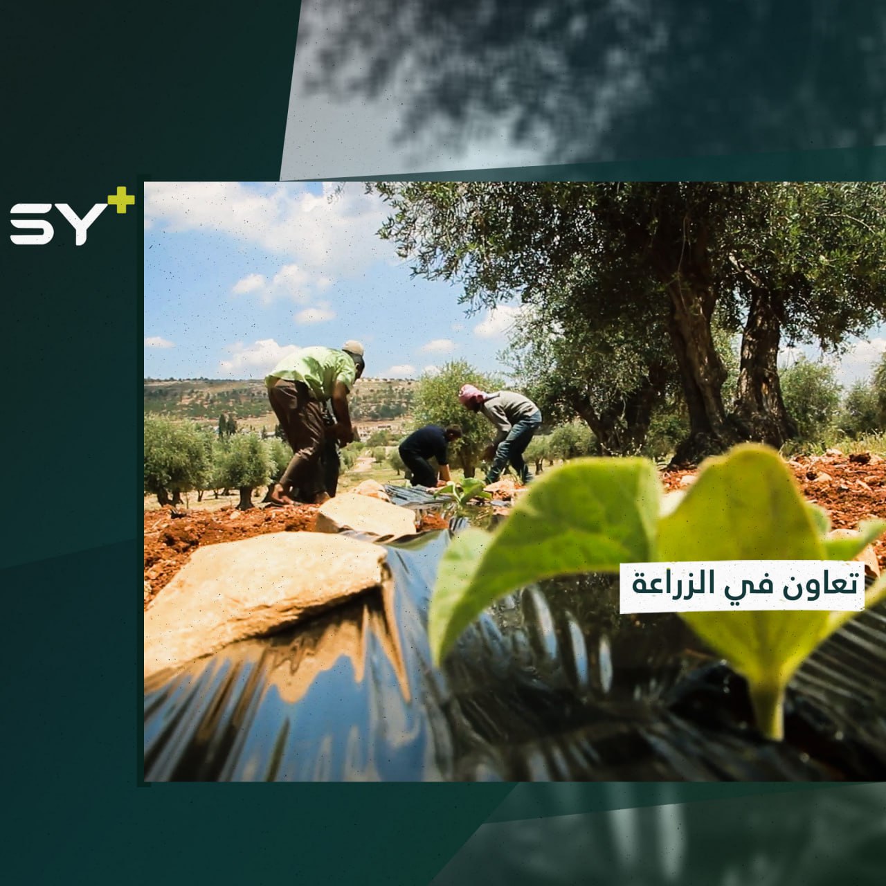 مشروع زراعي تطوعي لتوفير الخضروات مجاناً لسكان المخيمات