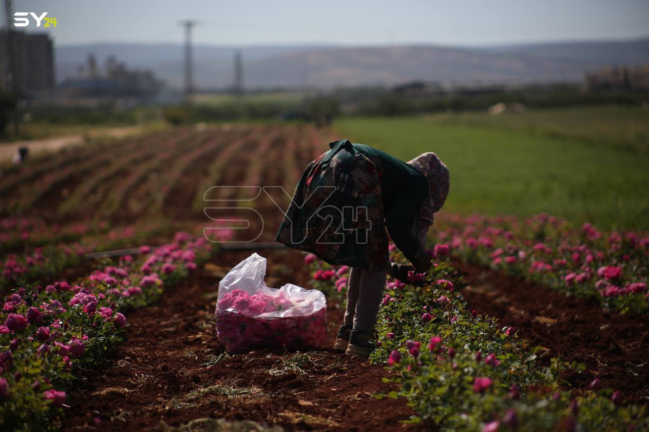 قطاف حقول الوردة الدمشقية.. تجربة عمل جديدة للعاملات في إدلب 