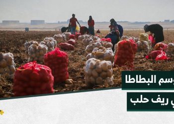بدء موسم حصاد البطاطا من موطنها الأول في الشمال السوري