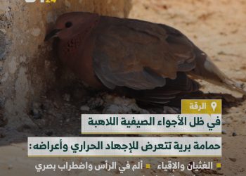 هذه الحمامة المسكينة لم تقاوم حر الشمس وأصيبت بالإجهاد الحراري🥵، فماذا تعرفون عن هذه الحالة؟