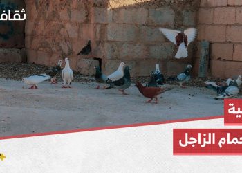 أهالي الجزيرة السورية ما زالوا يحافظون على تربية الحمام الزاجل