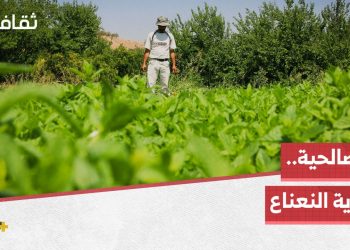 الصالحية.. قرية في ريف إدلب تفوح منها رائحة النعناع