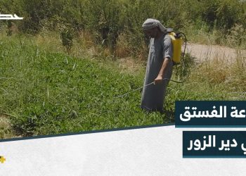 عبد الرحمن مزارع يخوض تجربة زراعية جديدة بريف دير الزور الشرقي