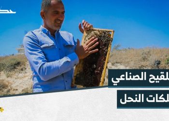 محمد هاشم ينتج أنواعاً من النحل الهجين بالتلقيح الصناعي