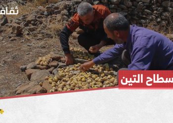 “المسطاح” طريقة قديمة لتجفيف التين في الأرض