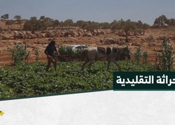 الحراثة التقليدية وسيلة قديمة تعود مع ارتفاع أجور الجرارات في ريف حلب