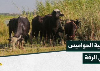 رعاية الجواميس مهنة قديمة يسافر مربيها إلى ضفاف الفرات بحثاً عن المرعى