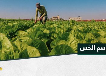 محمود مكحلي مزارع يتفنن بزراعة موسم الخس بطريقة ملفتة