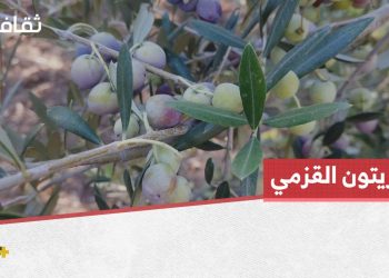 نوع جديد من الزيتون ينتشر في ريف إدلب.. تعرفوا إلى زيتون الأربكينا