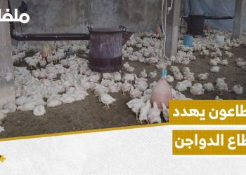 القصف والأمراض تهدد قطاع الدواجن في الشمال السوري