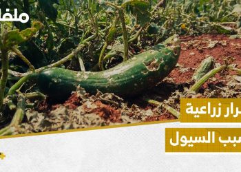 الأمطار والسيول تتسبب بأضرار زراعية بريف إدلب الغربي