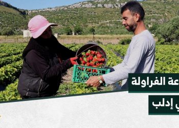 من تركيا إلى إدلب.. الشاب رامي صولاق ينجح بتجربة زراعة فاكهة الفريز