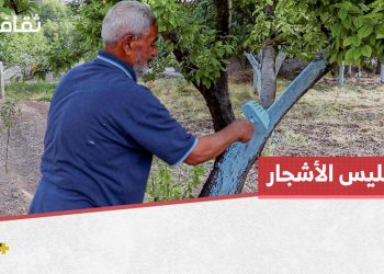 طلاء سيقان الأشجار باللون الأبيض.. ما الفائدة من هذه العملية؟