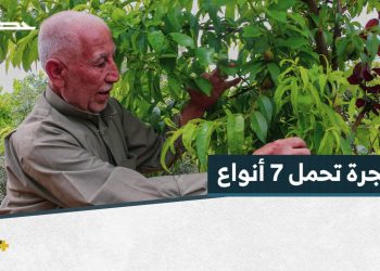 مزارع في ريف إدلب يطعِّم شجرة لوز بـ 7 أنواع من الثمار