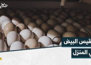 تفقيس البيض.. مشروع يساعد أسما في معيشتها بعد التهجير