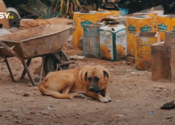 تفاقم أزمة الكلاب الشاردة في الرقة ومطالبات بتوفير لقاحات