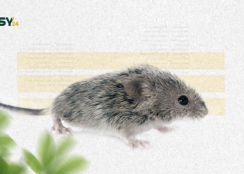 فأر الحقل يغزو أراضي سهل الروج ويفتك بالمحاصيل الزراعية