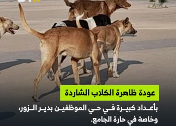 الكلاب الشاردة تثير قلق السكان بدير الزور