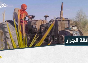 حكاية فضة، امرأة التحدي على عجلة الجرار والزيتون في دير الزور