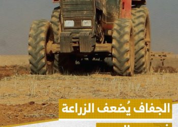 مزارعون في عين العرب (كوباني) يزرعون البقوليات بدلاً من القمح بسبب الجفاف