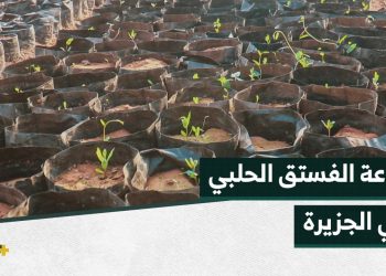 الفستق الحلبي شمال شرق سوريا، استراتيجية جديدة لتنمية القطاع الزراعي