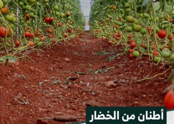 مشروع زراعي يوفر عشرات الأطنان من الخضار لأسواق الشمال السوري