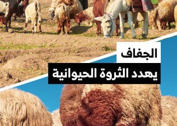 الجفاف وغلاء الأعلاف يهددان الثروة الحيوانية في الرقة