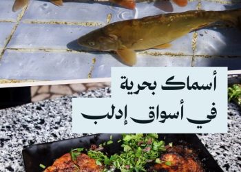 أنواع جديدة من الأسماك البحرية تنتشر في أسواق إدلب