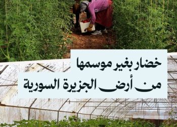 خضروات وأجبان وألبان.. إنتاج مشروع يمتد على مساحة واسعة في الحسكة