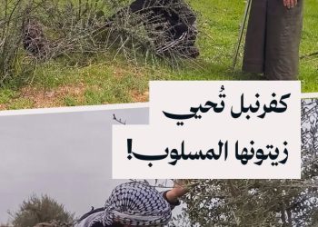 إحياء الزيتون المفقود، مزارعو مدينة كفرنبل يواجهون التحديات بجذوع متناثرة