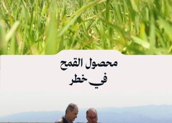 سهل الغاب في أزمة، محصول القمح يعاني من نقص حاد وسط تحديات كبيرة